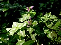 Gevlekte Dovenetel [15539] 23-jun-2019 (Buurserzand, Buurse)